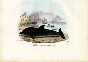 Dauphin commun, 1863-79